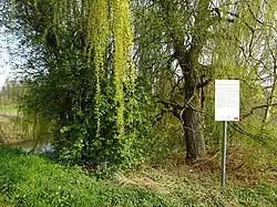 Kalflack bij Huisberden