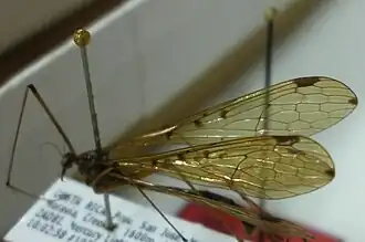 Kalobittacus forficatus