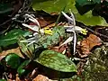 Erythronium caucasicum