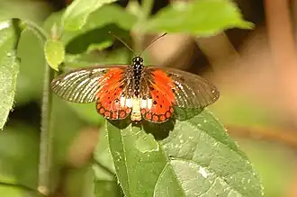 Acraea leucographa