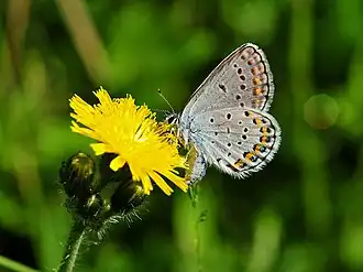 Plebejus melissa