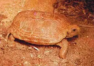 Boulengers platte schildpad