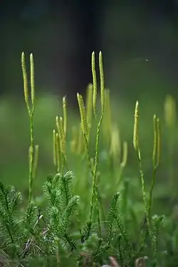 Grote wolfsklauw(Lycopodium clavatum)