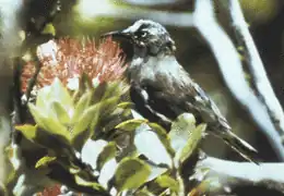 Foto van de rond 1990 uitgestorven Moho braccatus (Kauai-O'o)