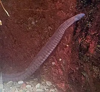 Potomotyphlus kaupii