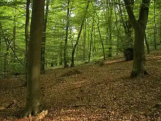 Beukenwoud in het Nationaal Park Kellerwald-Edersee.