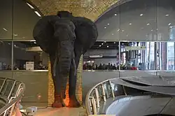 De olifant van Kendra Haste