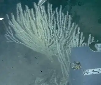 Keratoisis flabellum