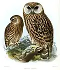 † Lachuil (Ninox albifacies)