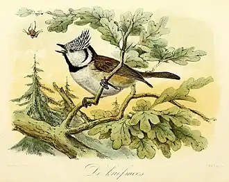 De kuifmees(1869), John Gerrard Keulemans