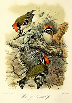 Het goudhaantje(1869), John Gerrard Keulemans