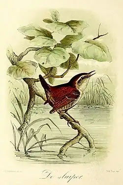 De sluiper(1869), John Gerrard Keulemans