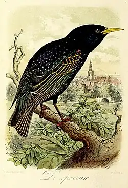 De spreeuw(1869), John Gerrard Keulemans
