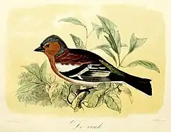 De vink(1869), John Gerrard Keulemans