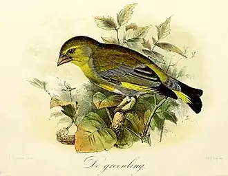 De groenling(1869), John Gerrard Keulemans