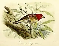 Keulemans 1869