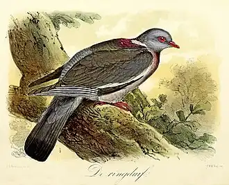 De ringduif(1869), John Gerrard Keulemans