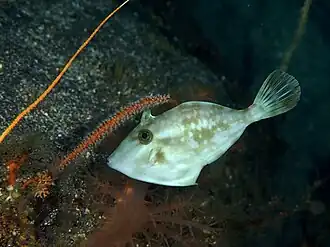 Thamnaconus modestoides