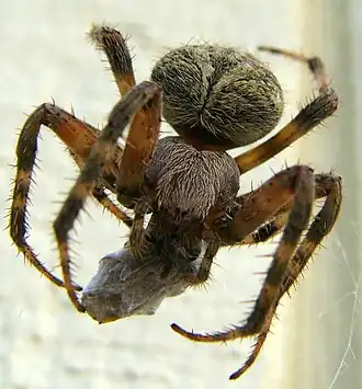 Araneus cavaticus