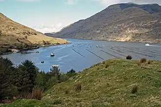 Killary Harbour met rijen mosseltonnen in de fjord