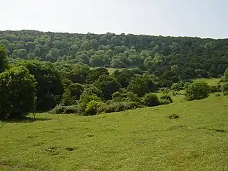 Kingley Vale National Nature Reserve