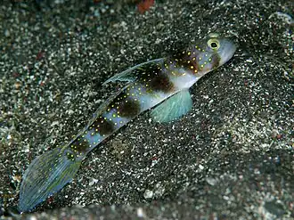Vanderhorstia auropunctata