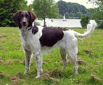 Kleine münsterländer