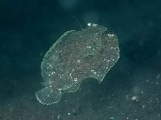 Crossorhombus kobensis