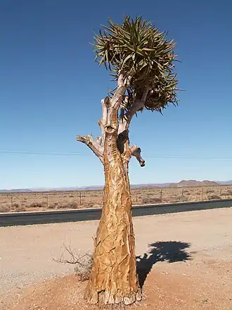 Kokerboom