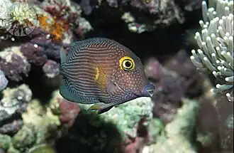 Ctenochaetus striatus