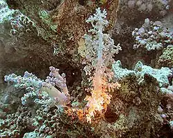 Gecorrigeerd beeld met een kleurtemperatuur van ongeveer 4200&nbsp;K