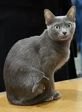 Korat kat