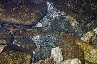 Koreocobitis rotundicaudata