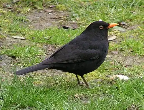 Merel(Turdus merula)