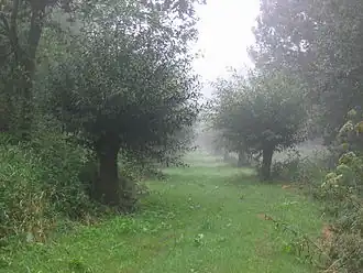 Natuurreservaat de Krang bij Ell