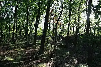 Eikenhakhoutstoven aan de Kruisberg