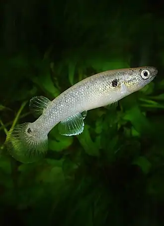 Kryptolebias ocellatus