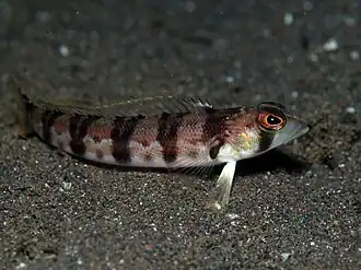 Parapercis sexfasciata