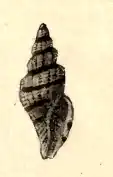 Kuroshiodaphne fuscobalteata