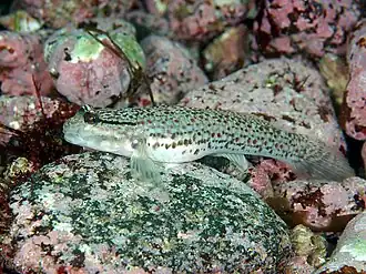 Istigobius campbelli