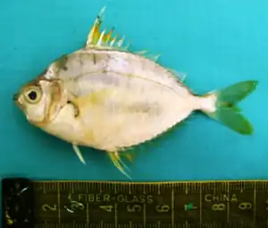 Leiognathus brevirostris