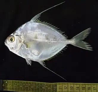 Leiognathus longispinis