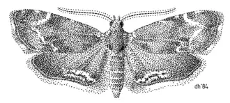 Asterivora combinatana