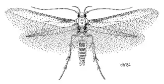 Stathmopoda skelloni