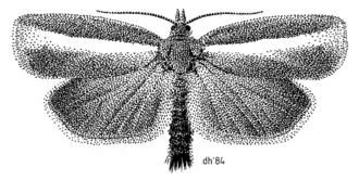 Gelophaula trisulca