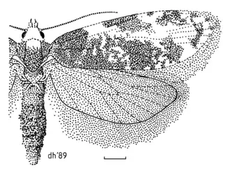 Prothelymna niphostrota