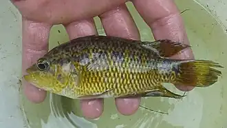 Parachromis loisellei