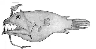 Linophryne argyresca