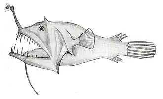 Linophryne racemifera