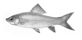 Labeo caeruleus